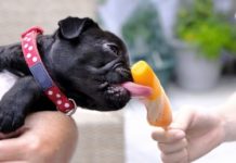 10 Hacks to Keep Dogs Cool in Summer Heat