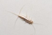 How to Get Rid of Silverfish Bugs: 5 Tips & Tricks