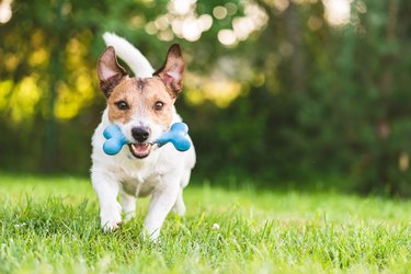happy dog playing fetch with toy bone