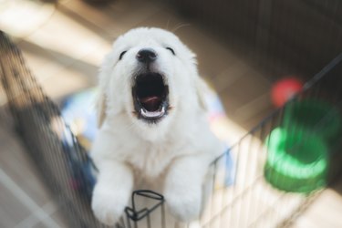 Purebred puppy Golden Retriever in a cage for potty training