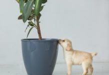 These 10 House Plants Are Dog-Safe & Easy to Maintain