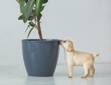 Puppy of a labrador near a pot with a house plant