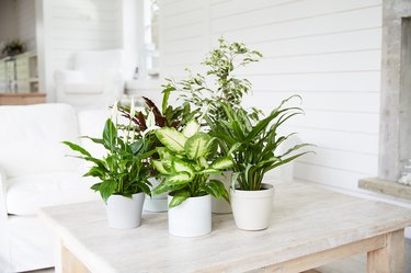 Group of plants on table
