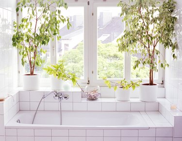 Bathroom interior, plants and windows alongside bathtub