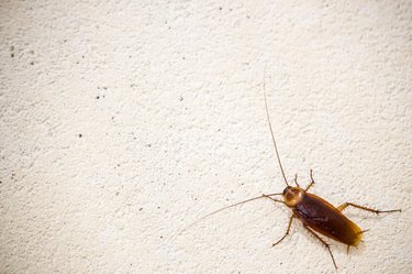 Cockroach on white wall