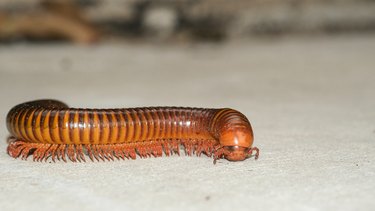 Millipede with many legs walking on floor