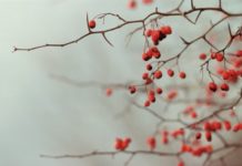 Trees With Thorns in New York