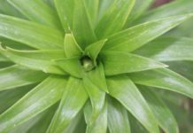 Which Potting Soil for Dracaena Marginata?