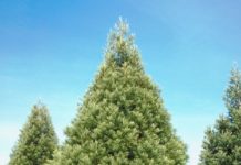 Evergreens That Grow Tall & Have Deep Roots