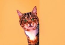 How to Repair Cat Scratches on Wallpaper