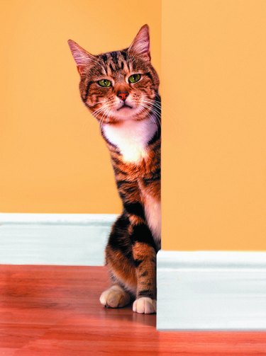 Tabby cat peeking around wall