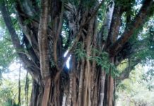 How to Get Rid of Tree Roots Under an Above-Ground Swimming Pool