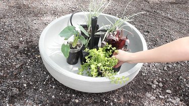 Placing water plants inside container