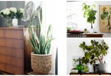 5 Houseplants That Are Easy to Keep Alive