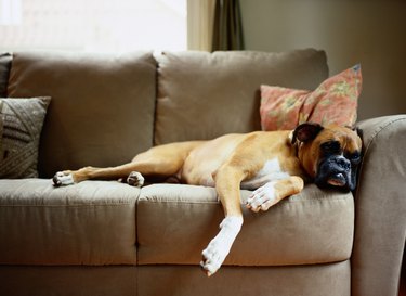 Boxer Lounging on Couch