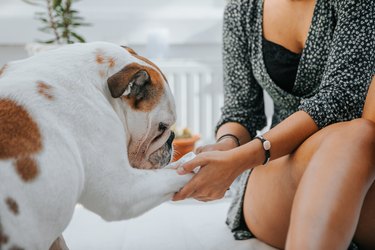 Woman cleaning her dog's paws with a wipe towel