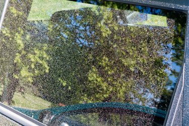 Pollen on window