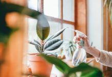 10 Tips & Tricks to Keep House Plants Alive