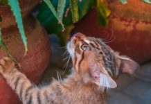 10 Cat-Safe House Plants to Upgrade Your Space