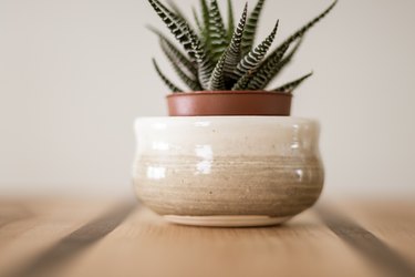 Small zebra haworthia succulent in clay pot