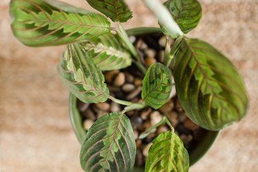 Prayer Plant Houseplant (Maranta)