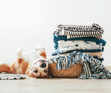 Beagle dog lies on floor near the basket with laundry