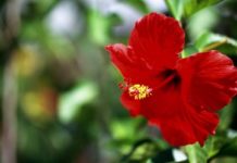 Watering Hibiscus with Vinegar
