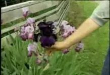 Should you plant lavender in your garden?