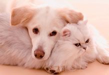 How to Remove Pet Stains