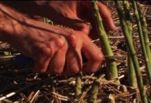 What type of perennial plant thrives in the West?