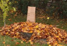How to Bag Autumn Leaves