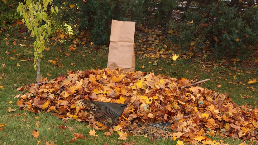 autumn leaves in bag