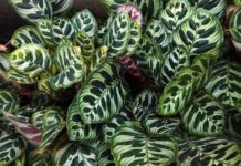 How to Care for a Calathea Plant