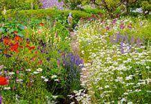 English vs. French vs. Japanese: An International Garden Primer