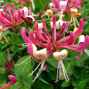 Sweet smelling plants like honeysuckle stop passersby in their tracks to take in their scent.