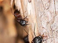 Signs You Have an Infestation