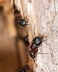 Carpenter ants are just one of the infestations you may find in your home.
