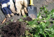 Natural Weed Killers Make Gardening Safe and Easy