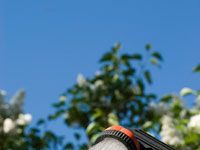 Designing and Installing a Backyard Shower