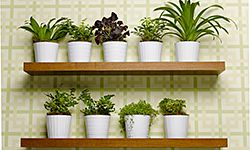 Use an arrangement of fresh plants to boost your home’s eco factor.