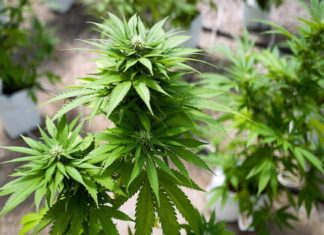 CNN’s Sanjay Gupta on How Marijuana Can Break Opioid Addiction