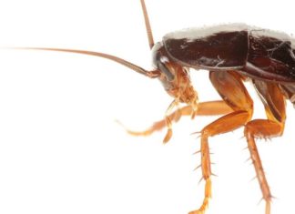 Popular Chinese ‘Healing Potion’ Is Mostly Cockroaches