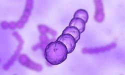 Streptococcus bacteria looks innocuous, but it can cause serious birth defects.