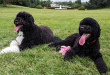 Can You Be Allergic to a Hypoallergenic Dog?