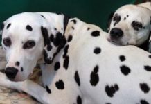 Are Dalmatians good family dogs?