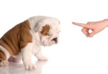 How to Clicker-train a Dog