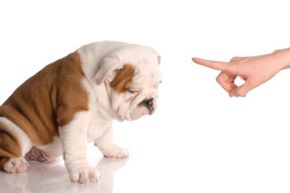 You're going to need more than a pointed finger and a stern look to properly train your dog. See more dog pictures.