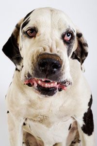 Clicker training has helped many aggressive dogs change their behavior.