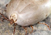 How to Remove Ticks from Pets