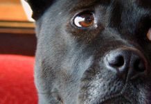 How to Sell Your Pet